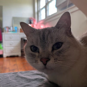 Meet your Posher, Celeste